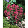 Ostrogowiec czerwony 'Coccineus' | Centranthus ruber