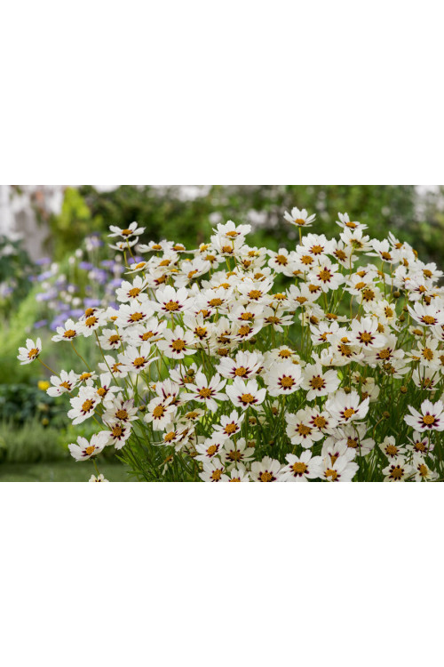 Nachyłek 'Star Cluster' | Coreopsis