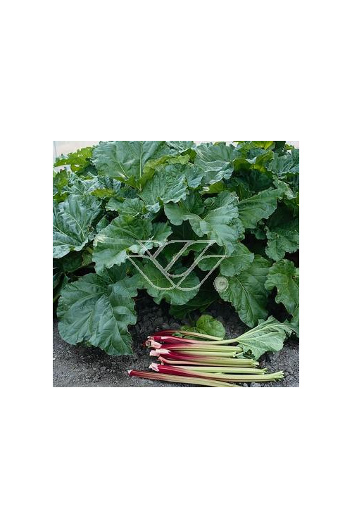 Rabarbar dłoniasty (Rzewień kędzierzawy) | Rheum rabarbarum