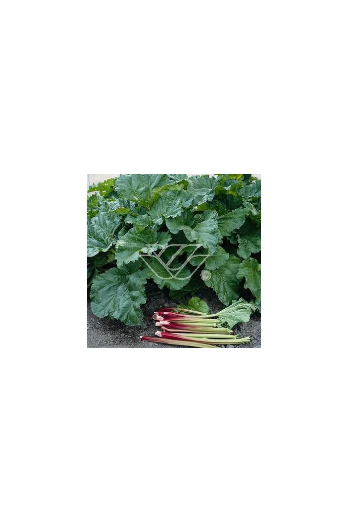 Rabarbar dłoniasty (Rzewień kędzierzawy) | Rheum rabarbarum