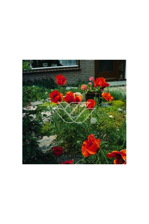 Mak wschodni Papaver orientale