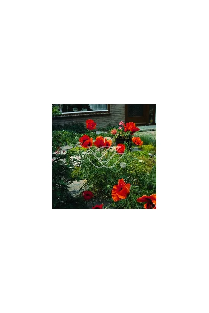 Mak wschodni Papaver orientale