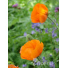 Mak wschodni Papaver orientale
