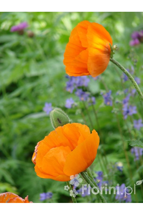 Mak wschodni Papaver orientale