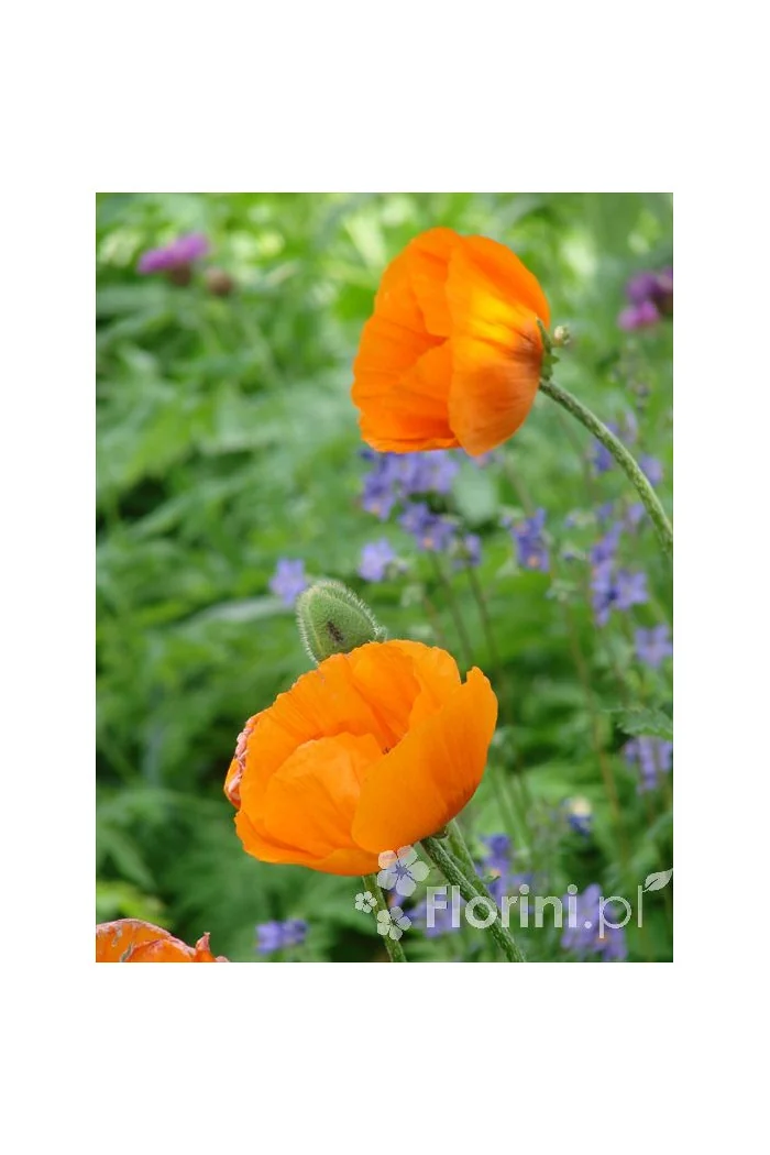 Mak wschodni Papaver orientale