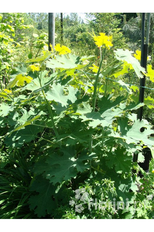 Makleja (Bokkonia sercowata) Macleaya cordata