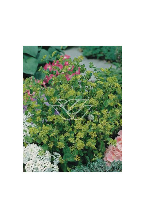 Przewiercień jaskrowaty Bupleurum ranunculoides