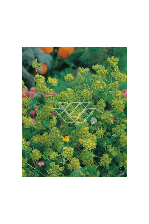 Przewiercień jaskrowaty Bupleurum ranunculoides