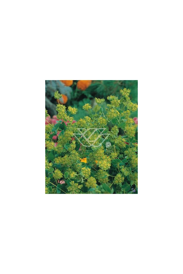 Przewiercień jaskrowaty Bupleurum ranunculoides