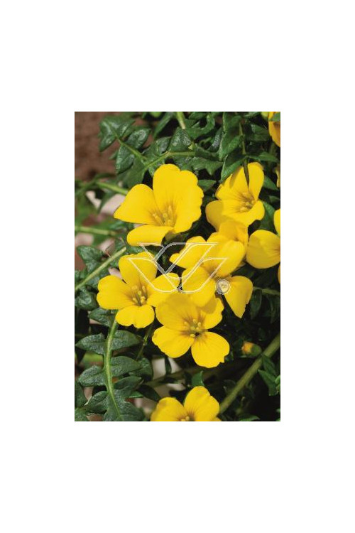 Morizja Morisia monathos