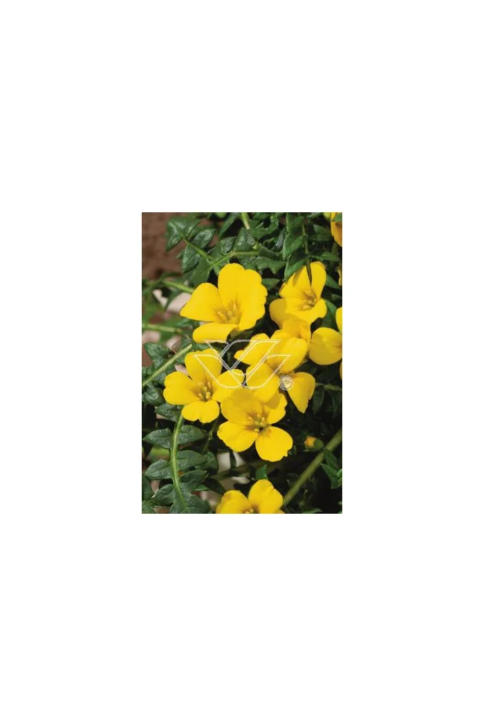 Morizja Morisia monathos