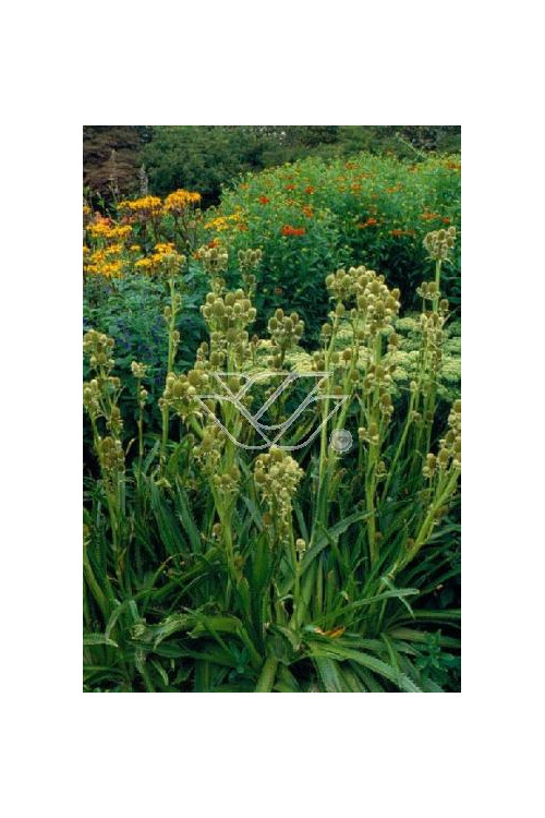 Mikołajek agawolistny Eryngium agavifolium