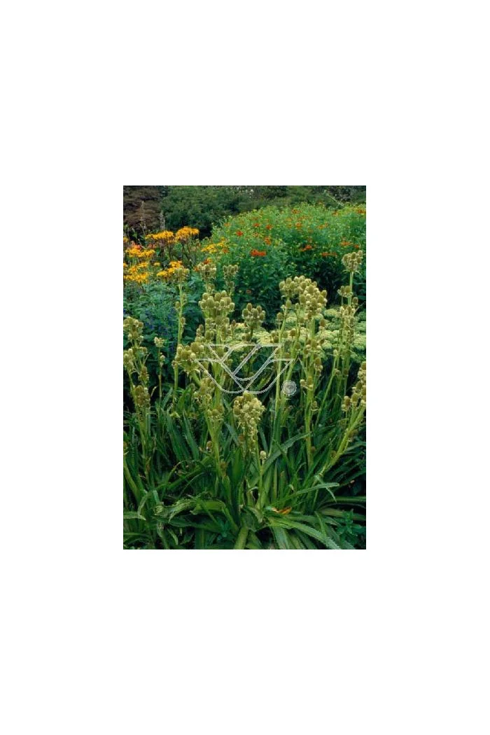 Mikołajek agawolistny Eryngium agavifolium