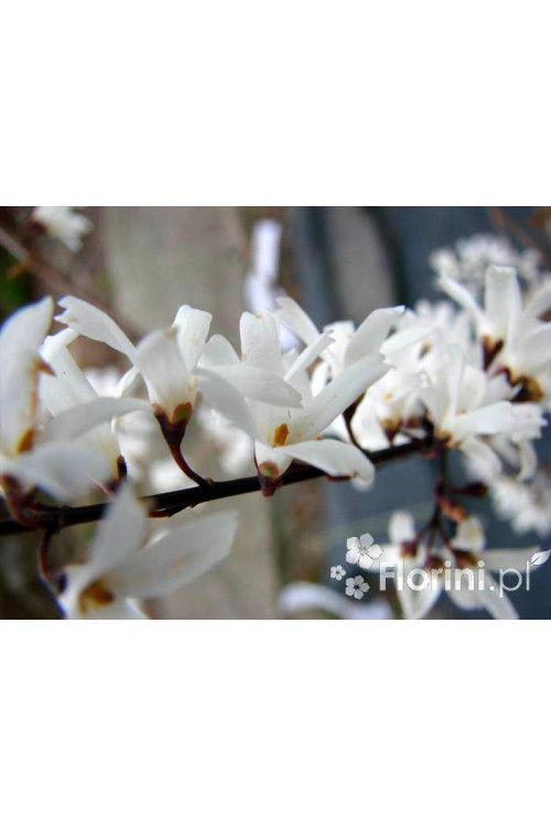 Abeliophyllum koreańskie | Abeliophyllum distichum