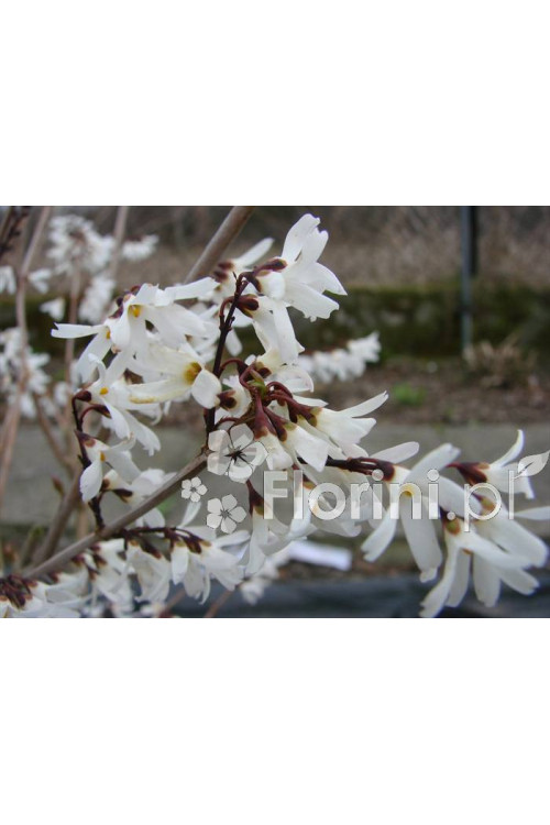 Abeliophyllum koreańskie | Abeliophyllum distichum