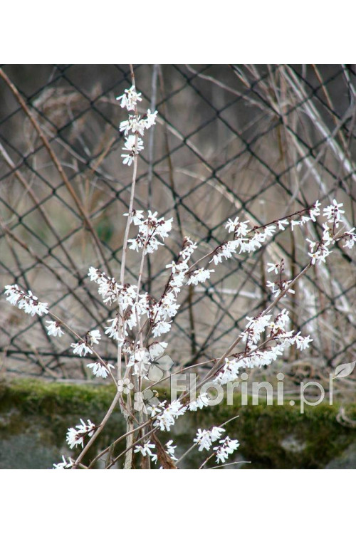 Abeliophyllum koreańskie | Abeliophyllum distichum
