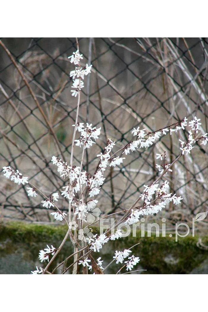 Abeliophyllum koreańskie | Abeliophyllum distichum