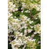 Hortensja bukietowa 'Magical Fire' | Hydrangea paniculata