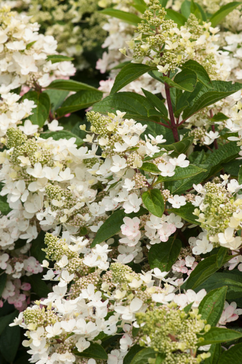 Hortensja bukietowa 'Magical Fire' | Hydrangea paniculata