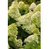Hortensja bukietowa 'Magical Candle' | Hydrangea paniculata