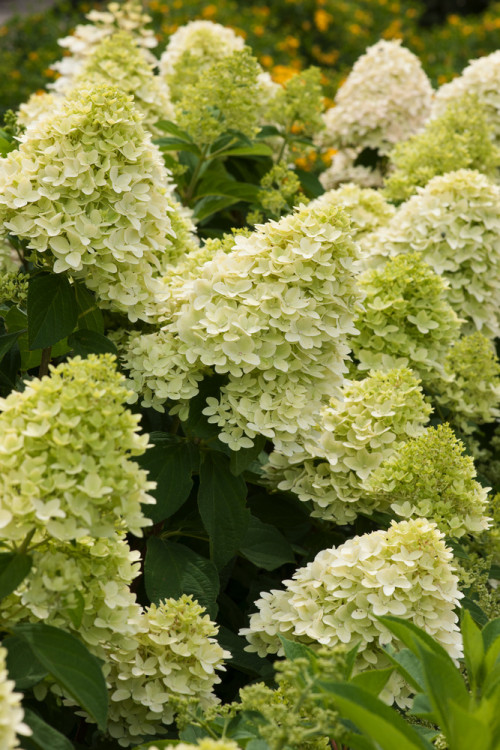 Hortensja bukietowa 'Magical Candle' | Hydrangea paniculata
