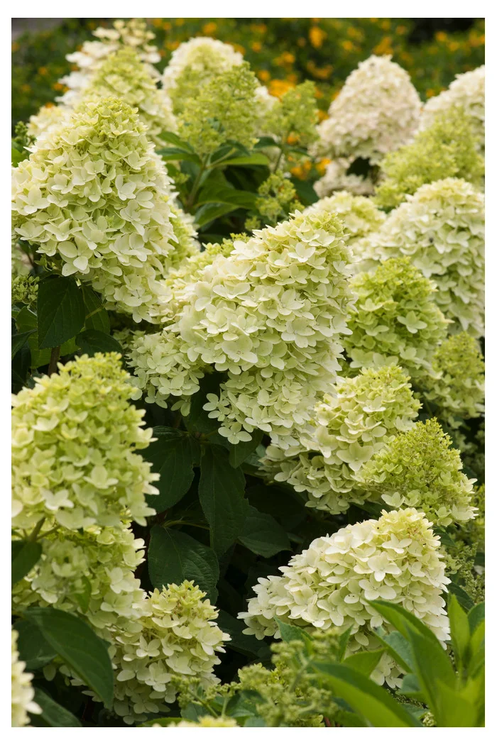 Hortensja bukietowa 'Magical Candle' | Hydrangea paniculata