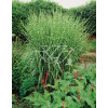 Miskant chiński 'Giraffe' | Miscanthus sinensis