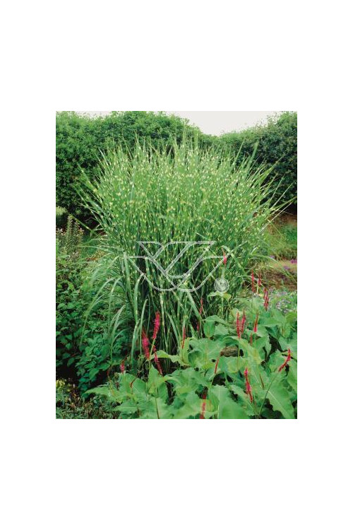 Miskant chiński 'Giraffe' | Miscanthus sinensis