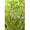 Miskant chiński 'Giraffe' | Miscanthus sinensis