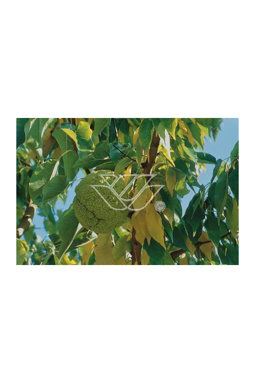 Żółtnica pomarańczowa Maclura pomifera