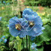 Mekonops Meconopsis horridula