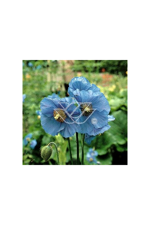 Mekonops Meconopsis horridula