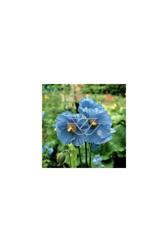 Mekonops Meconopsis horridula