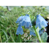 Mertensja nadmorska Mertensia maritima