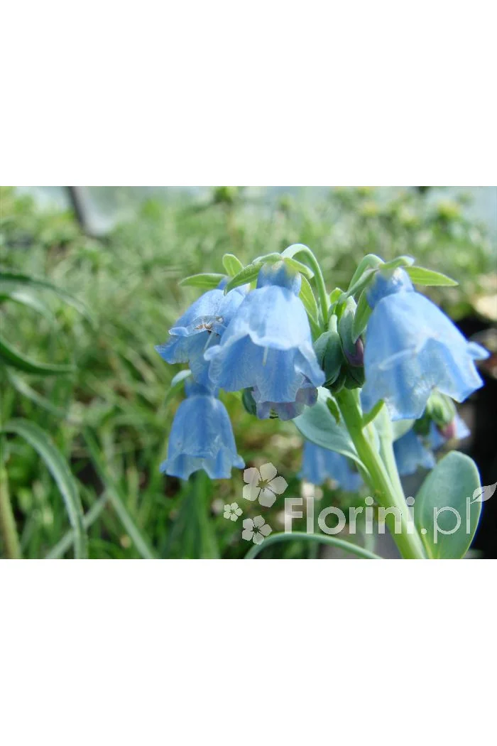 Mertensja nadmorska Mertensia maritima