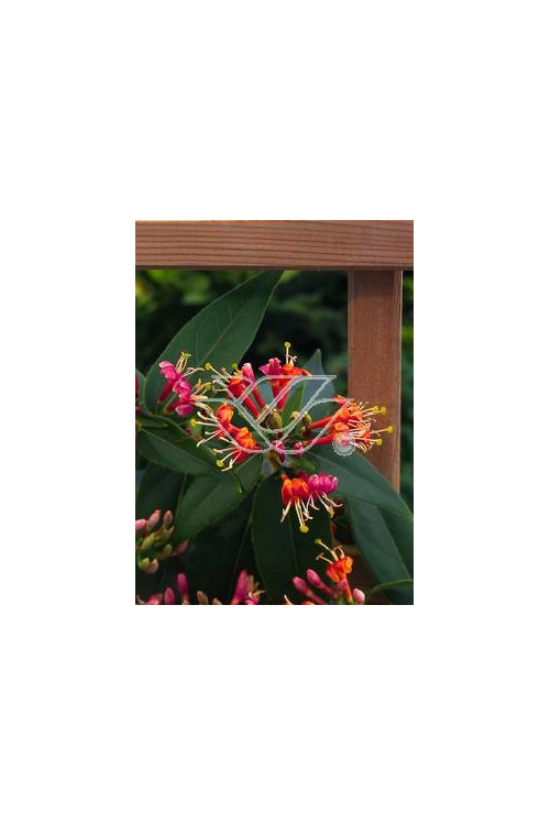 Wiciokrzew Henryi | Lonicera henryi