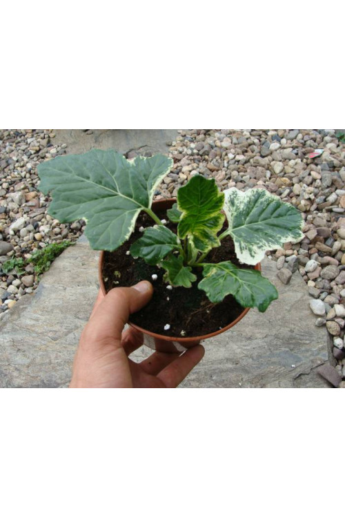 Akant 'Whitewater' | Acanthus mollis