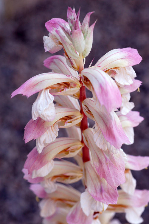 Akant 'Whitewater' | Acanthus mollis