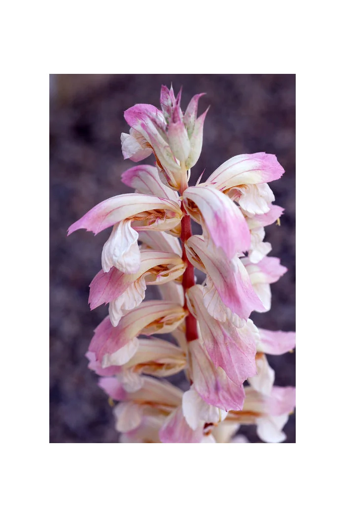 Akant 'Whitewater' | Acanthus mollis
