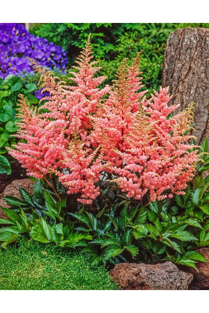 Tawułka arendsa 'Elizabeth Bloom'| Astilbe arendsii