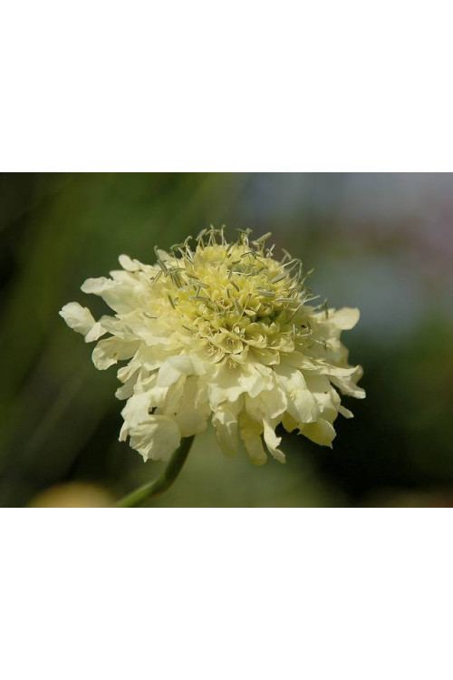 Głowaczek olbrzymi Cephalaria gigantea