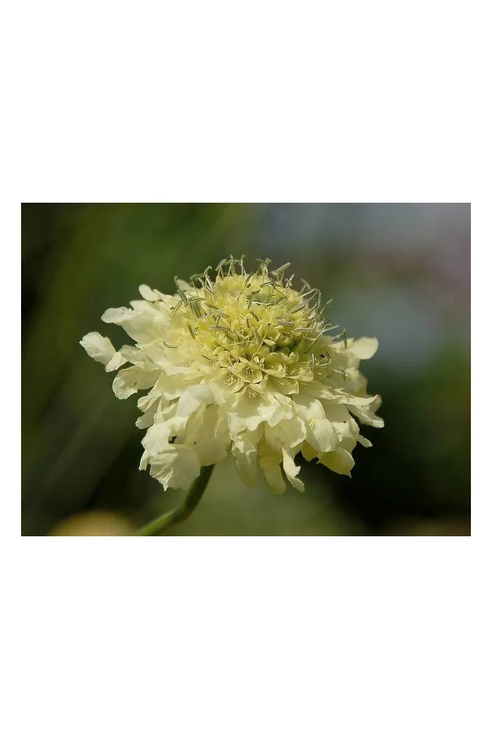 Głowaczek olbrzymi Cephalaria gigantea