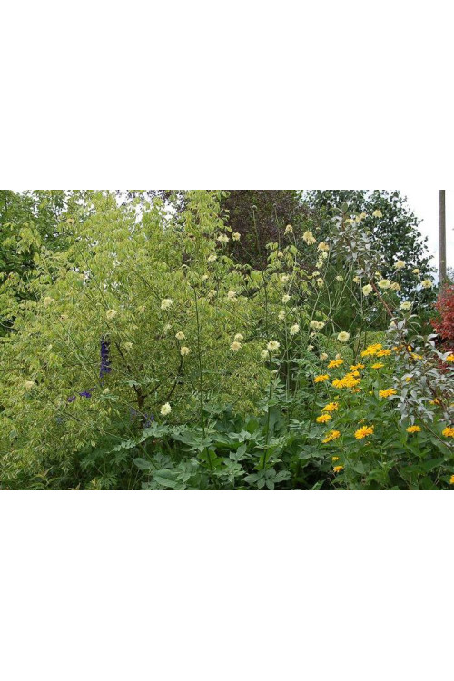 Głowaczek olbrzymi Cephalaria gigantea