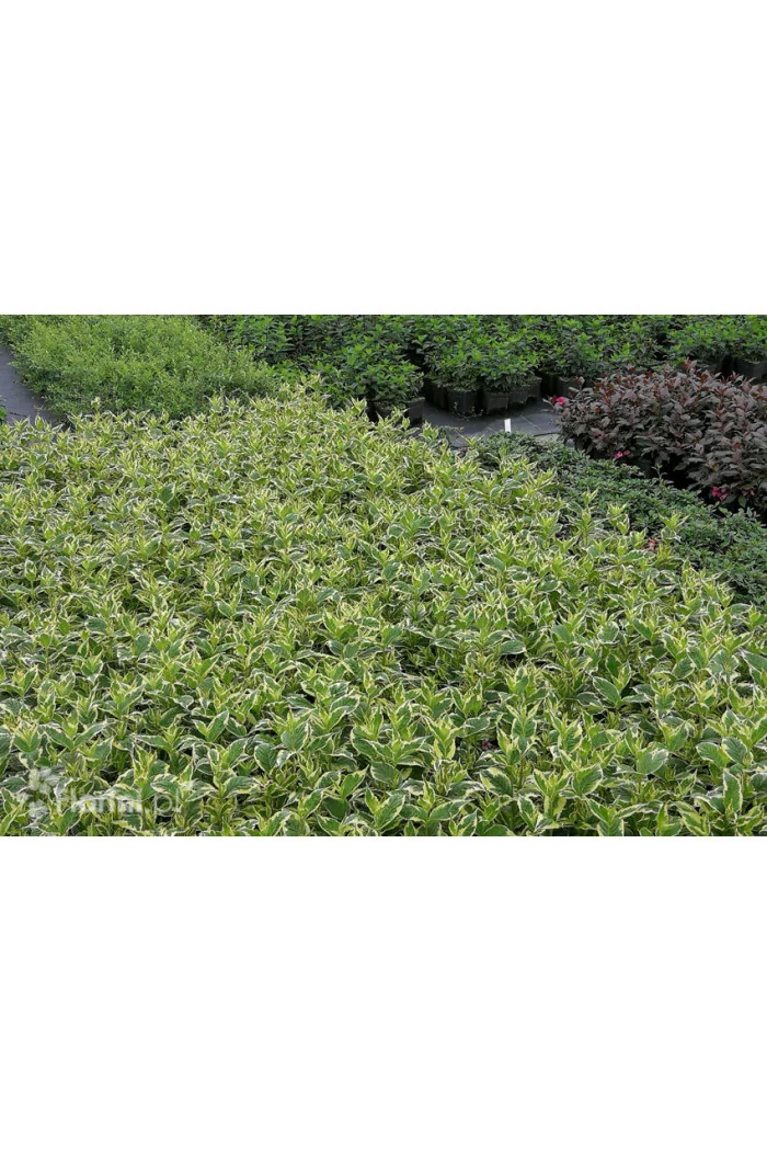 Krzewuszka cudowna 'Nana Variegata' Weigela florida