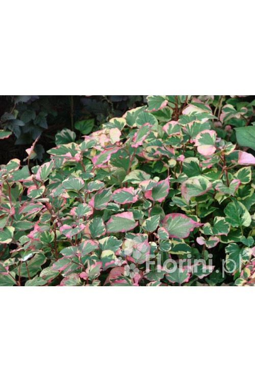 Tułacz pstry 'Chameleon' | Houttuynia cordata