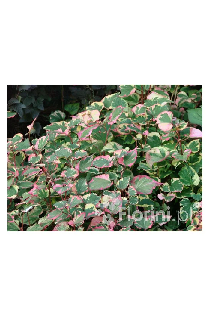 Tułacz pstry 'Chameleon' | Houttuynia cordata