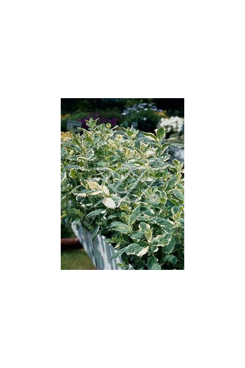 Mięta wonna 'Variegata' Mentha suaveolens