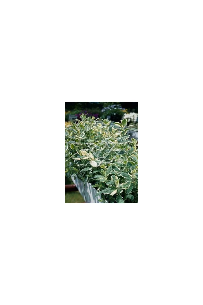 Mięta wonna 'Variegata' Mentha suaveolens