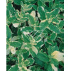 Mięta wonna 'Variegata' Mentha suaveolens