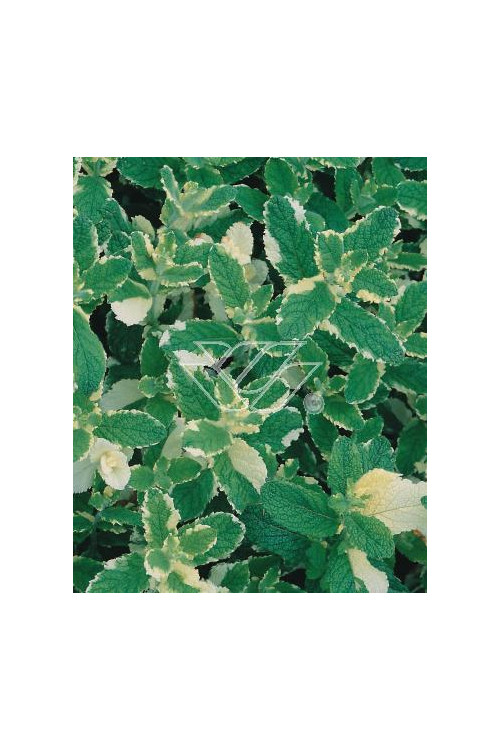 Mięta wonna 'Variegata' Mentha suaveolens